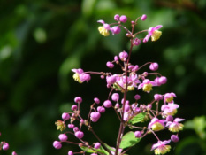 Thalictrum rochebrunianum bestellen
